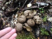 Lycoperdon perlatum image