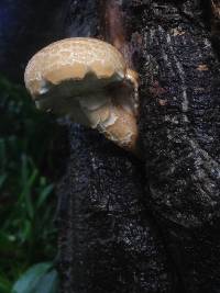 Agrocybe parasitica image