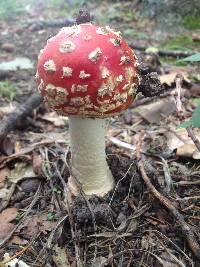 Amanita muscaria image