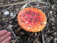 Amanita muscaria image