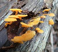 Favolaschia calocera image