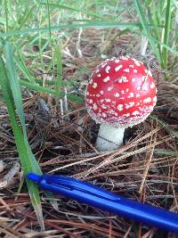 Amanita muscaria image