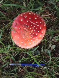 Amanita muscaria image