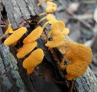 Favolaschia calocera image