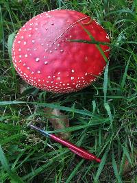 Amanita muscaria image