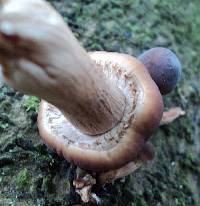 Agrocybe parasitica image