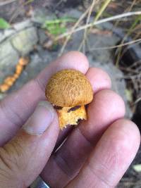 Gymnopilus junonius image