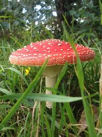 Amanita muscaria image