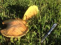 Suillus granulatus image