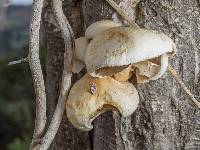 Agrocybe parasitica image