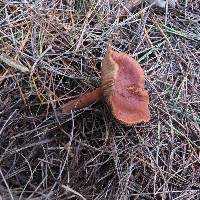 Lactarius rufus image