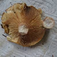 Lactarius pubescens image