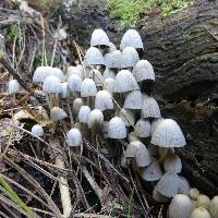 Coprinellus disseminatus image