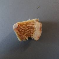 Lactarius pubescens image