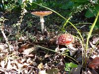 Amanita muscaria image