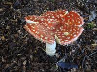 Amanita muscaria image