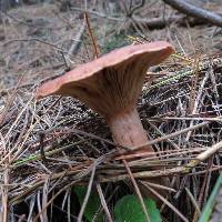 Lactarius rufus image