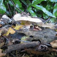 Lactarius pubescens image