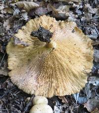 Lactarius pubescens image