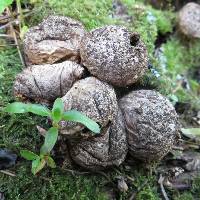 Lycoperdon compactum image