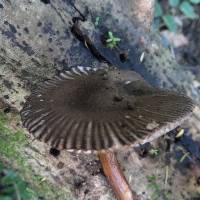 Amanita nehuta image