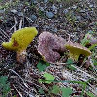 Suillus lakei image