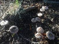 Chlorophyllum rhacodes image