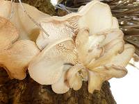 Pleurotus pulmonarius image