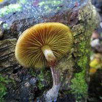 Galerina patagonica image