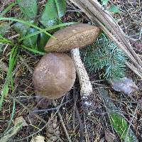 Leccinum scabrum image