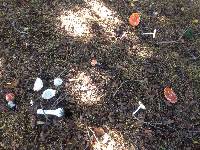 Amanita muscaria image