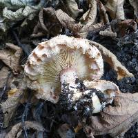 Lactarius pubescens image