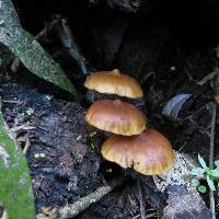 Galerina patagonica image