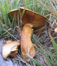 Gymnopilus junonius image