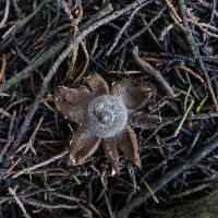Geastrum tenuipes image