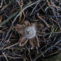 Geastrum tenuipes image