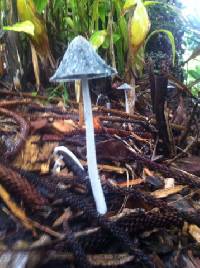 Coprinopsis lagopus image