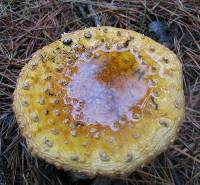 Amanita muscaria image