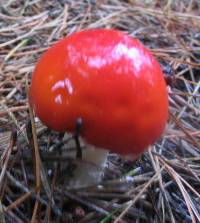 Amanita muscaria image