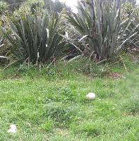 Calvatia gigantea image