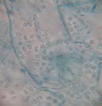 Leucogloea compressa image