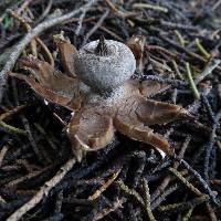 Geastrum tenuipes image