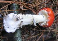 Amanita muscaria image