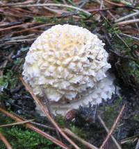 Amanita muscaria image