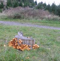 Gymnopilus junonius image