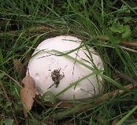 Calvatia gigantea image