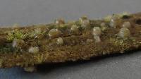 Image of Leucogloea compressa