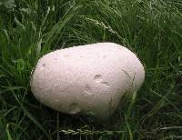 Calvatia gigantea image