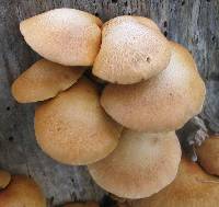 Gymnopilus junonius image