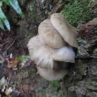 Armillaria novae-zelandiae image